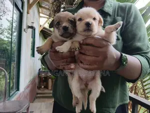 Pomeranian Mix Puppies