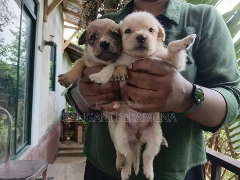 Pomeranian Mix Puppies