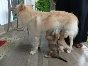 Pomeranian Mix Puppies