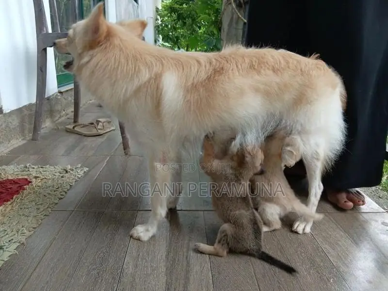 Pomeranian Mix Puppies