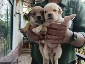 Pomeranian Mix Puppies