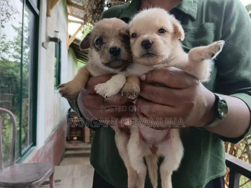 Pomeranian Mix Puppies