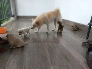 Pomeranian Mix Puppies