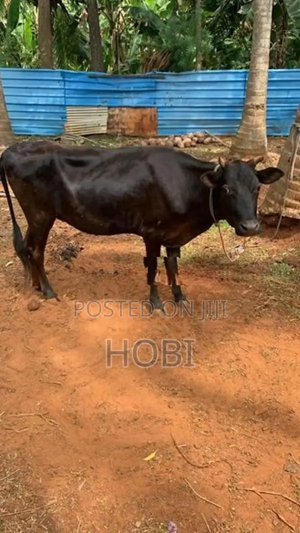 Farm Cow