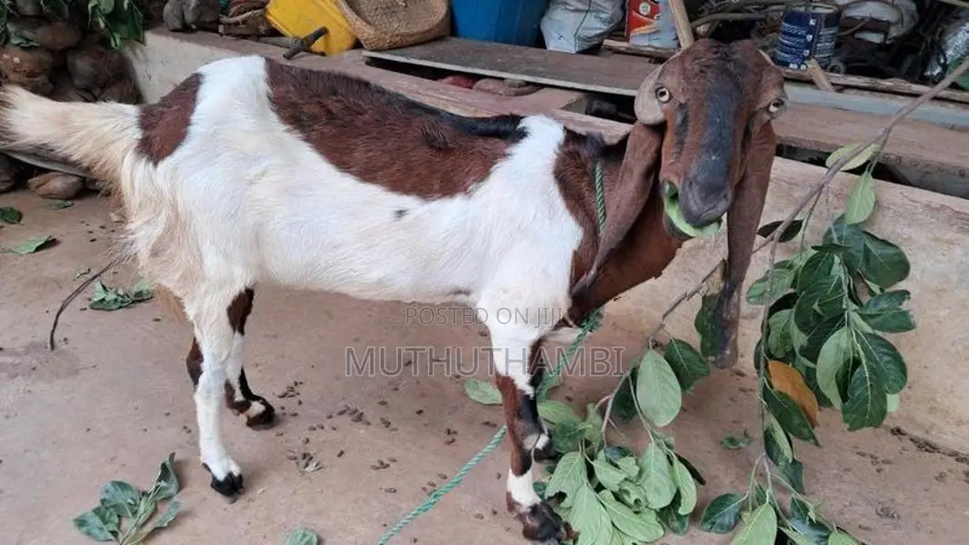 Goat(ஆடு)