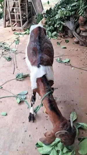 Goat(ஆடு)