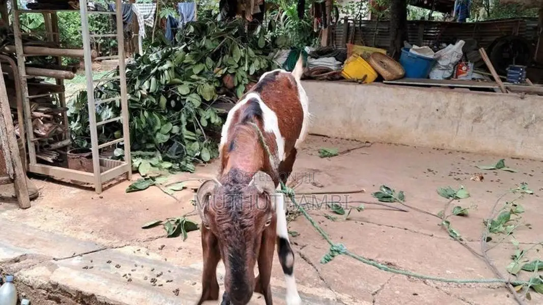 Goat(ஆடு)