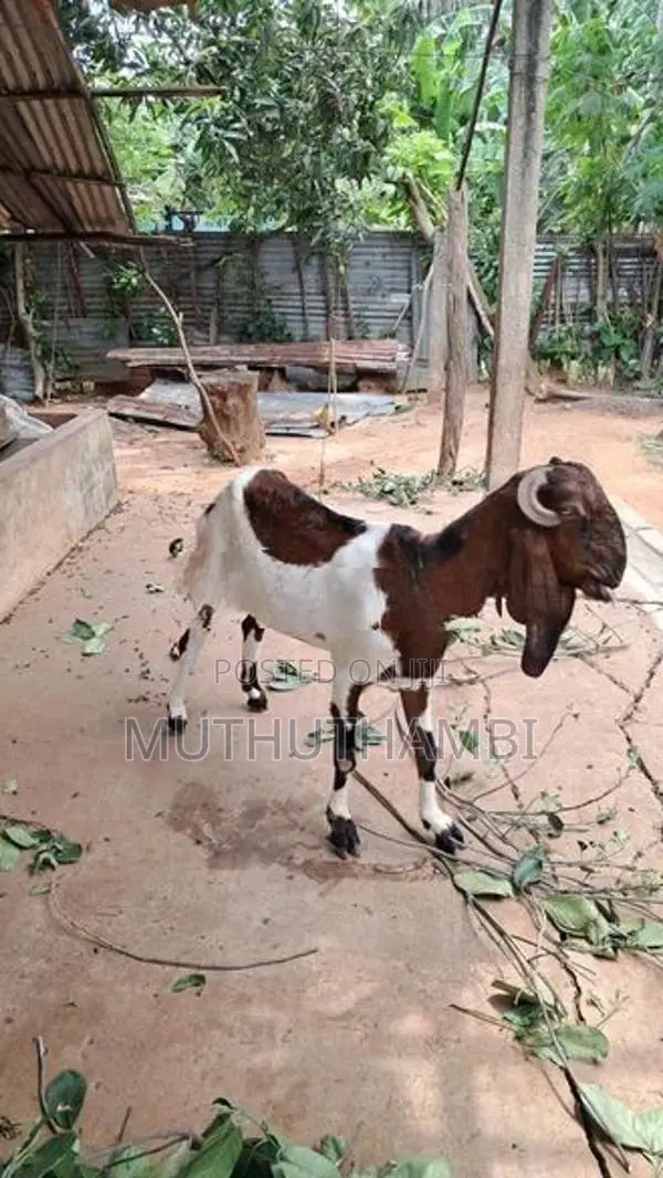 Goat(ஆடு)