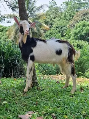 Alpine Male Goat