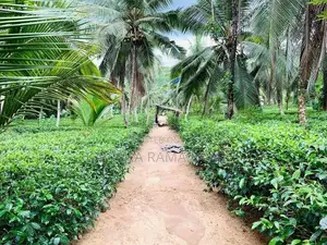 Tea Estate for Sale Padukka