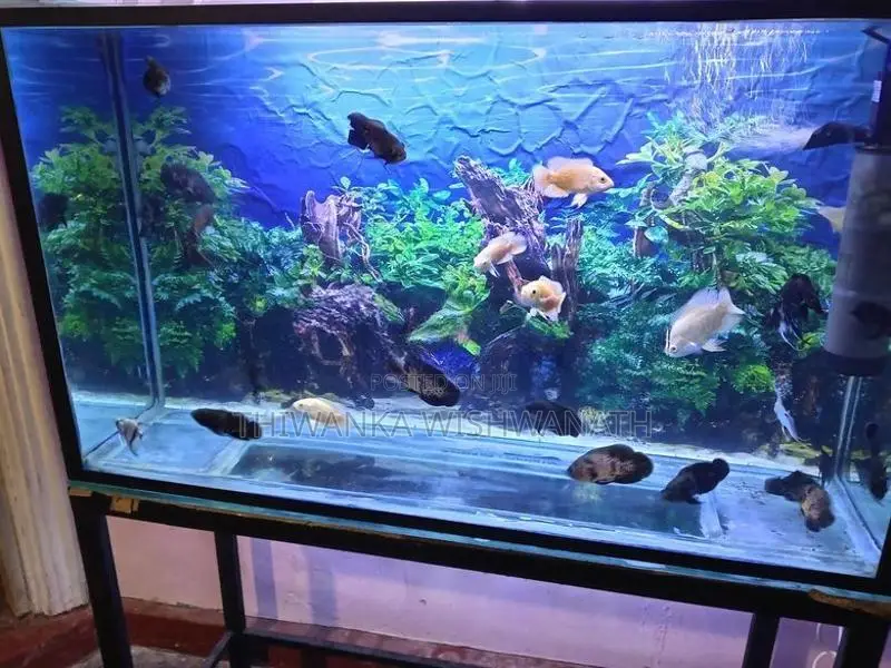 Fish Tank Full Set