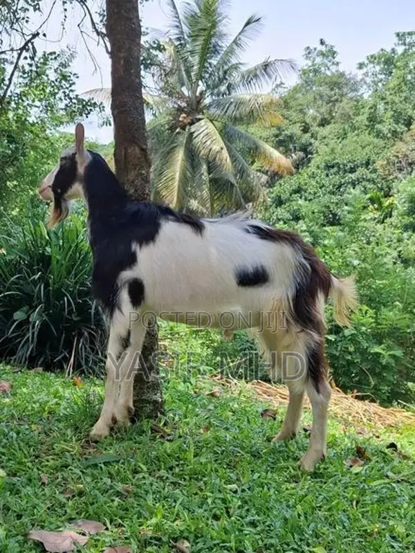 Alpine Male Goat