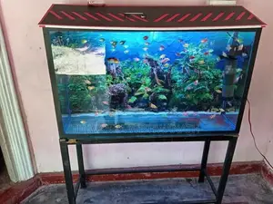 Fish Tank Full Set