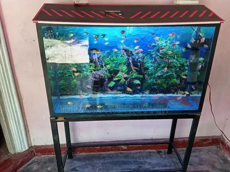 Fish Tank Full Set