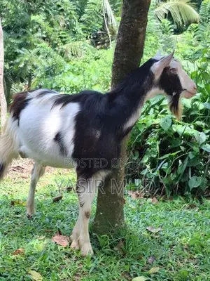 Alpine Male Goat