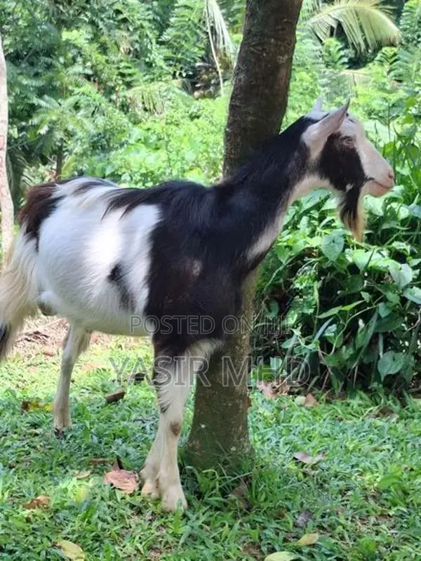 Alpine Male Goat