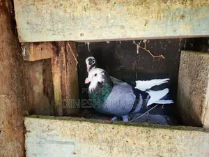 Pigeons