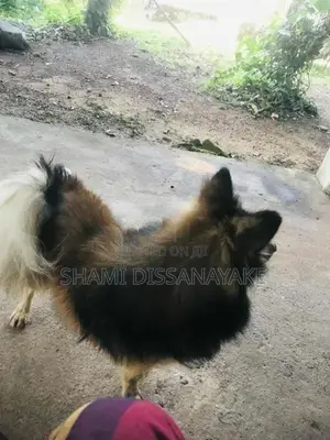 Pomeranian Male