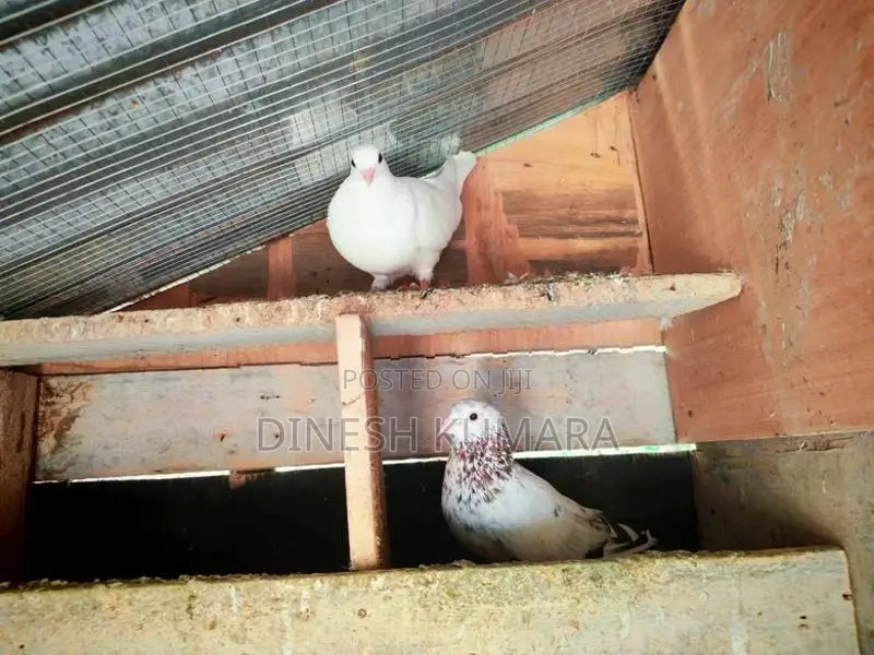 Pigeons