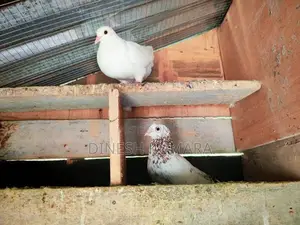 Pigeons