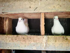 Pigeons