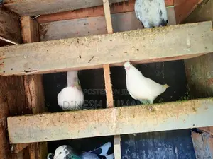 Pigeons