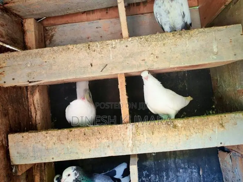 Pigeons