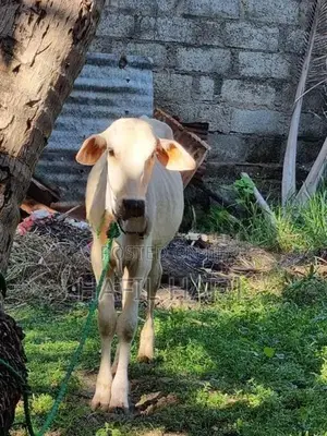 இது ஆண் மாடு