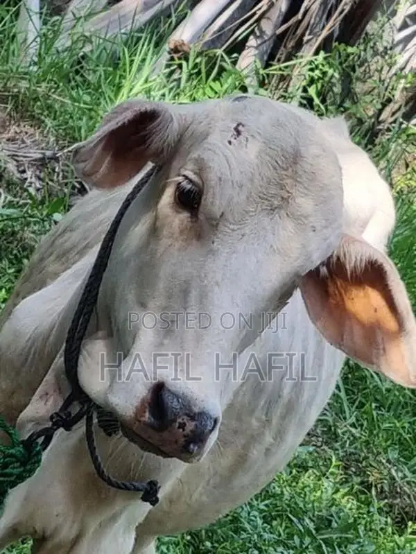 இது ஆண் மாடு