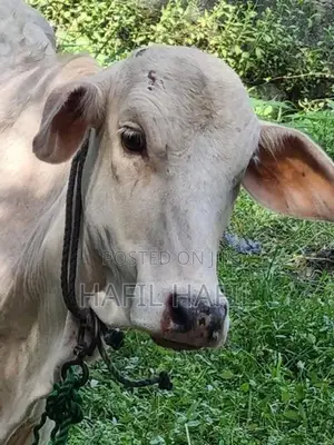 இது ஆண் மாடு