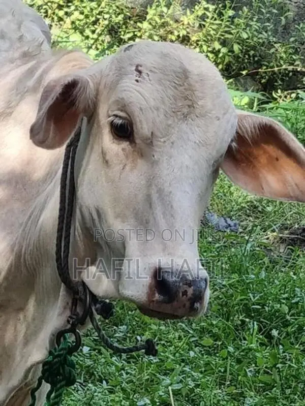 இது ஆண் மாடு
