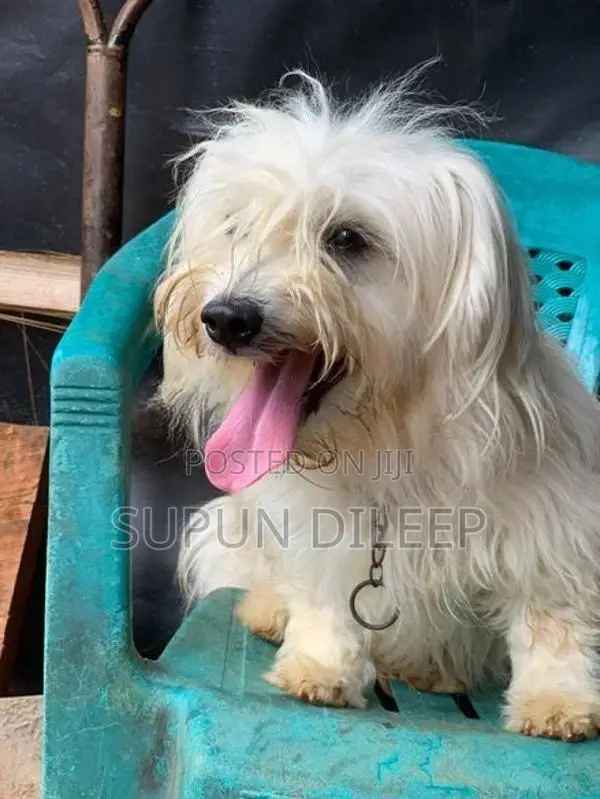 Shih Tzu Puppy