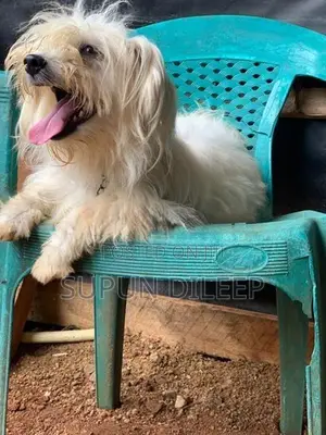 Shih Tzu Puppy