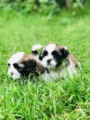 Shih Tzu Puppy