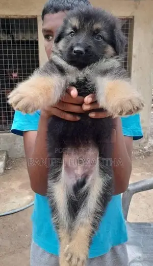 German Shepherd Puppy