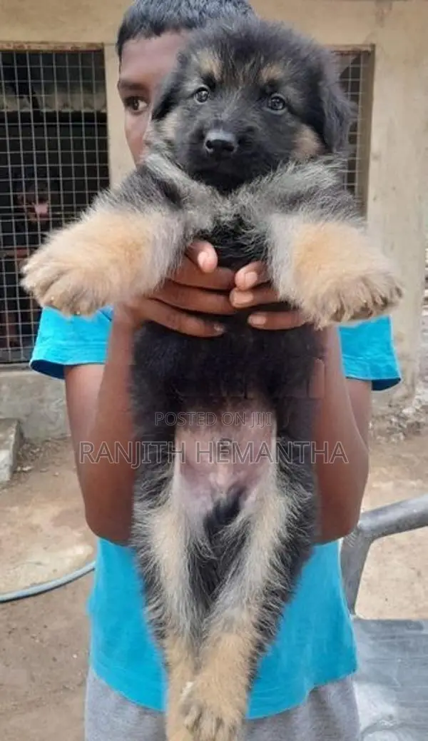 German Shepherd Puppy