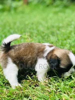 Shih Tzu Puppy