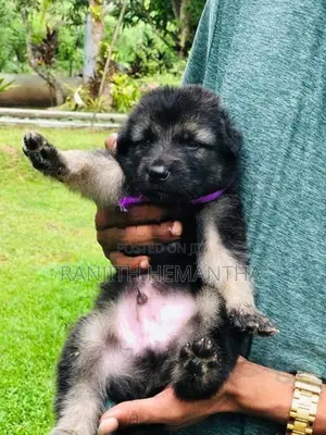 German Shepherd Puppy