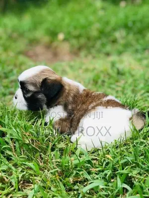Shih Tzu Puppy