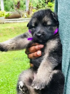 German Shepherd Puppy