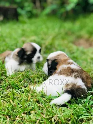 Shih Tzu Puppy