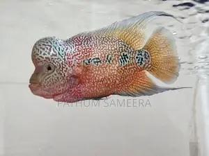 Flowerhorn Fish