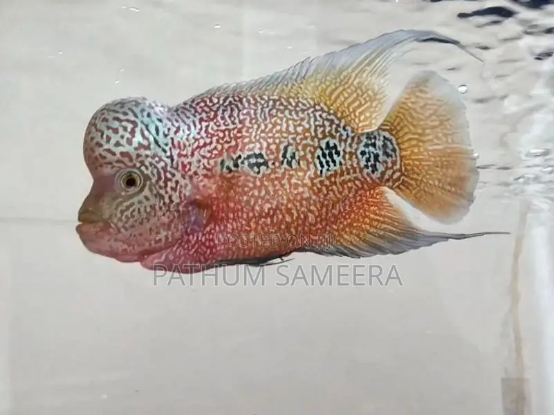Flowerhorn Fish