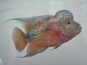 Flowerhorn Fish
