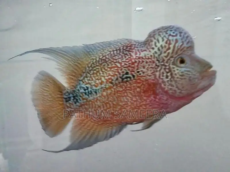 Flowerhorn Fish