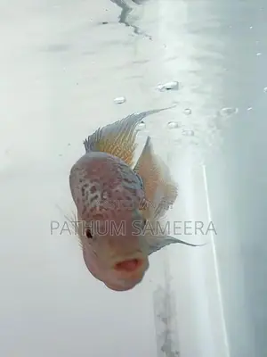 Flowerhorn Fish