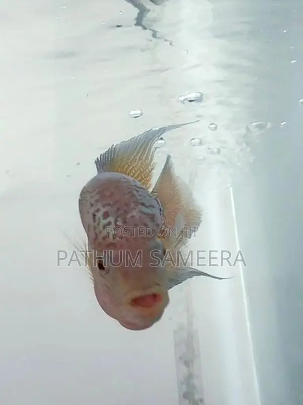 Flowerhorn Fish