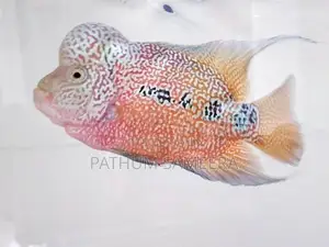 Flowerhorn Fish