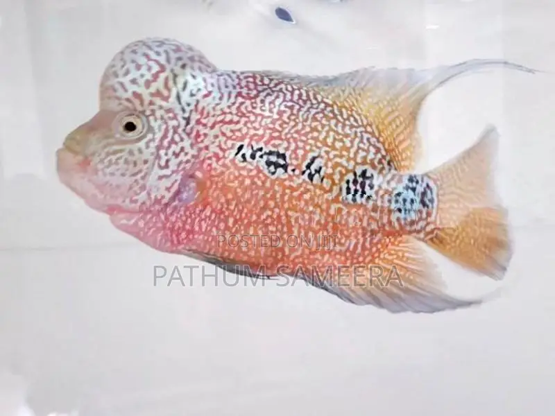 Flowerhorn Fish