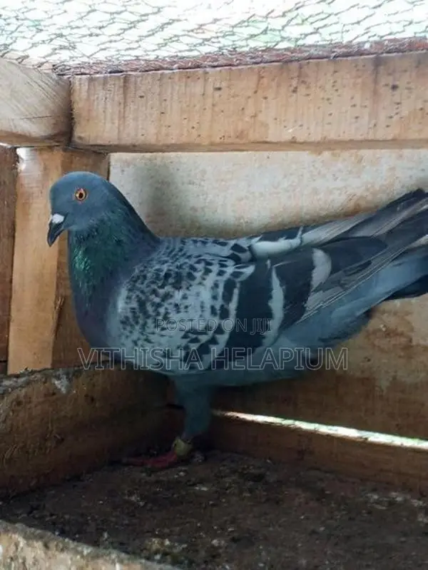 Pigeon